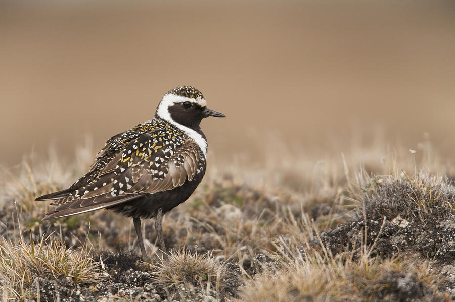 Spring Photograph - American Golden-plover Stands On Tundra by Milo Burcham
