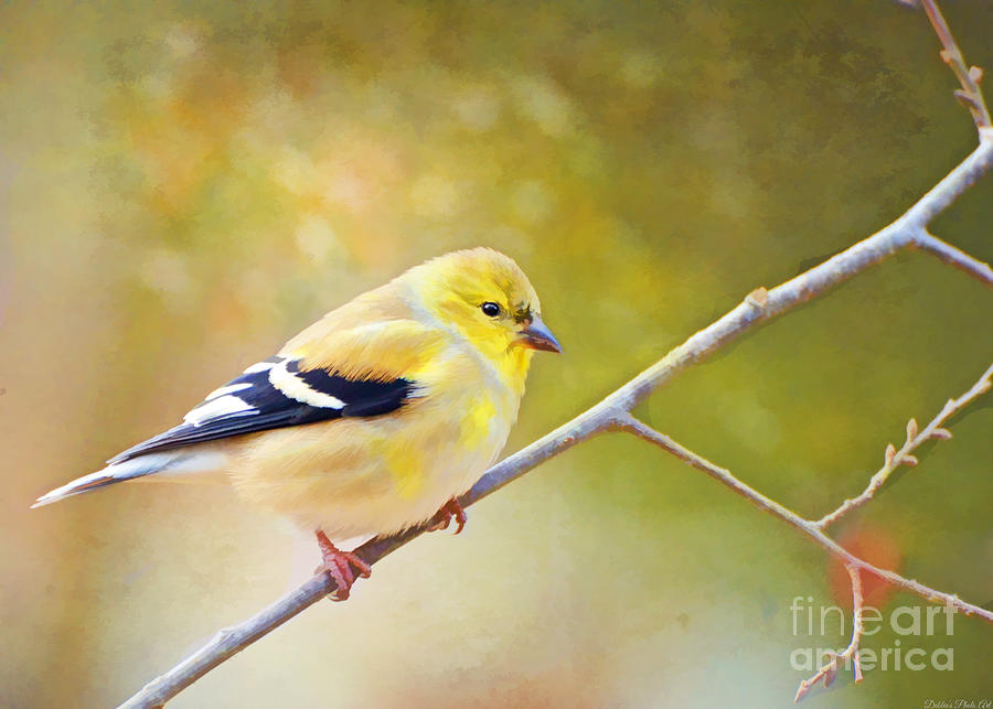 Nature Photograph - American Goldfinch - Digital Paint by Debbie Portwood