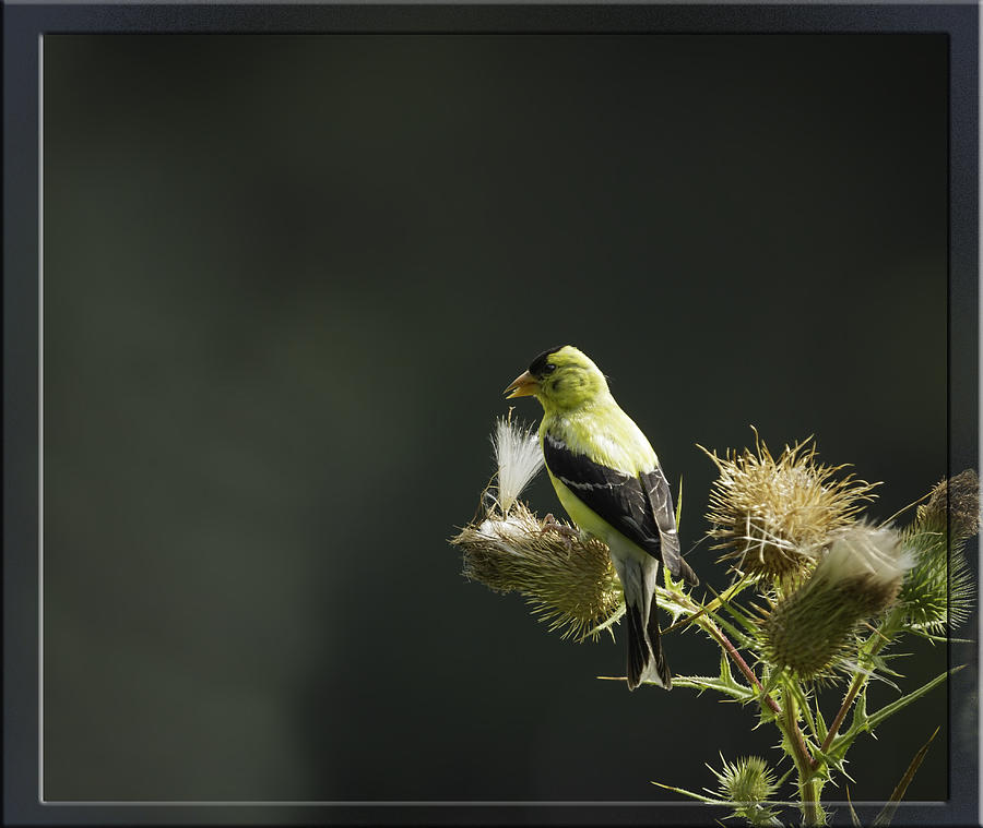 Finch Photograph - American Goldfinch 1 by Thomas Young