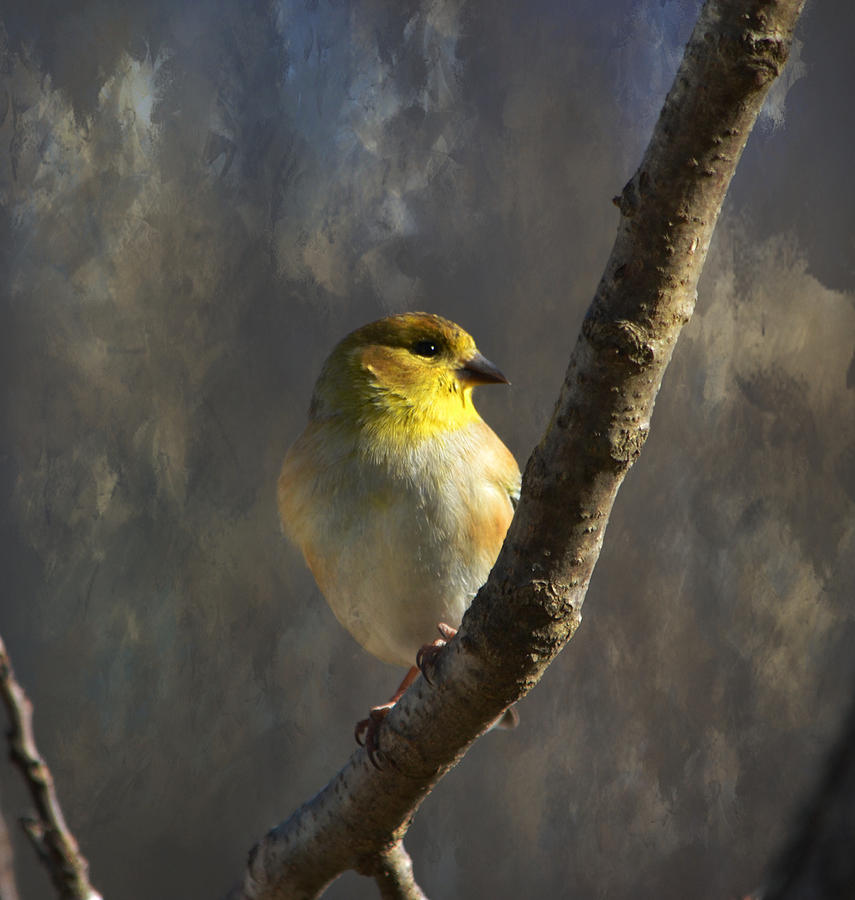 Finch Photograph - American Goldfinch 3 by Deena Stoddard