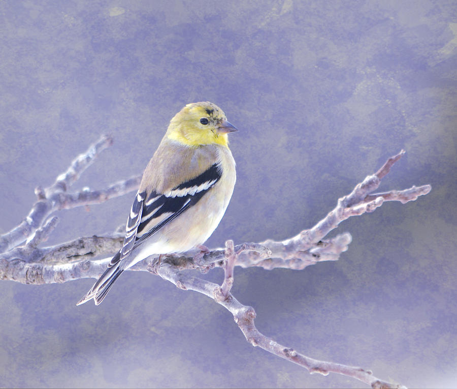 American Goldfinch 5 Photograph by Deena Stoddard