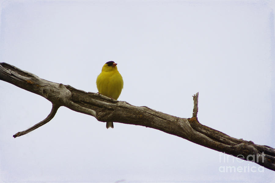 American Goldfinch Photograph by Alyce Taylor