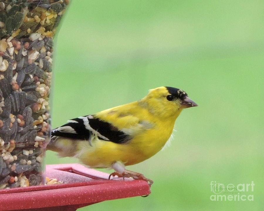 American Goldfinch at the Feeder 01 Photograph by Robert ONeil