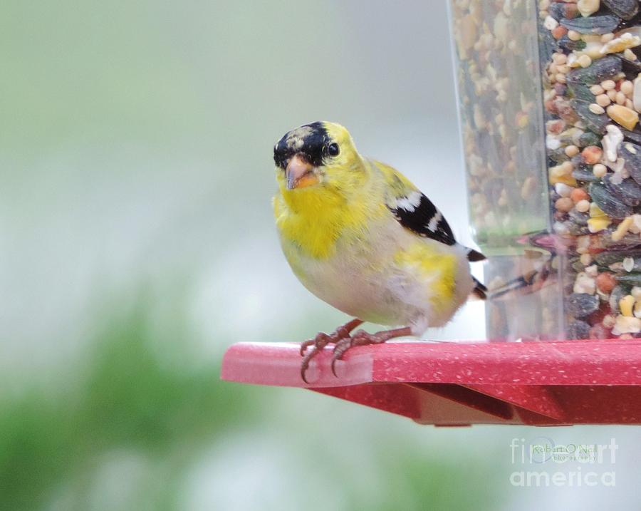 American Goldfinch at the Feeder 02 Photograph by Robert ONeil