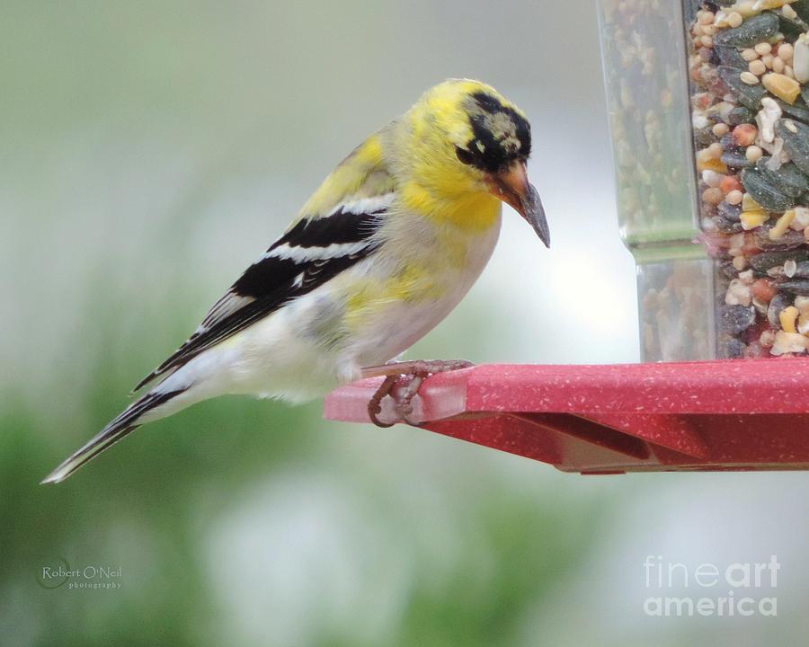 American Goldfinch at the Feeder 03 Photograph by Robert ONeil