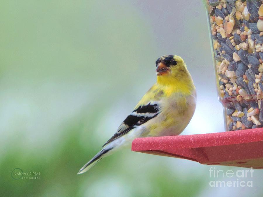 American Goldfinch at the Feeder 04 Photograph by Robert ONeil