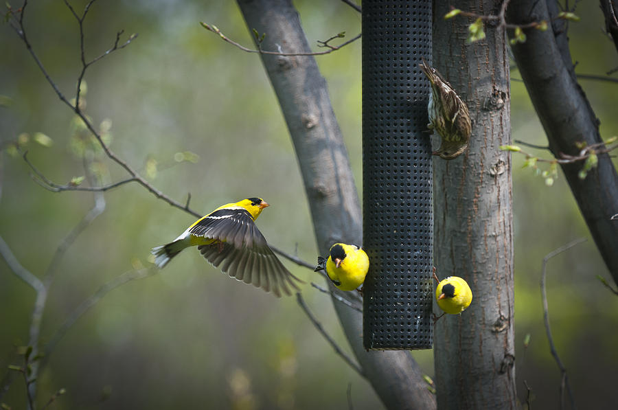 American Goldfinch Photograph by Bill Cubitt