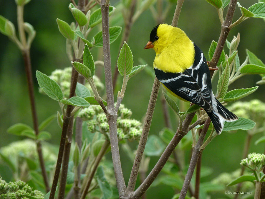 American Goldfinch Photograph by Bruce Morrison