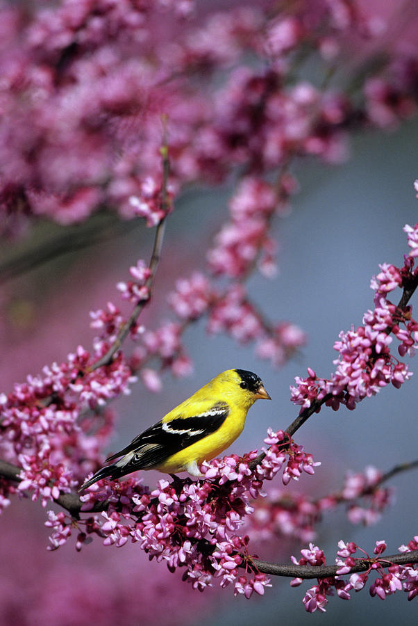 Finch Photograph - American Goldfinch (carduelis Tristis by Richard and Susan Day