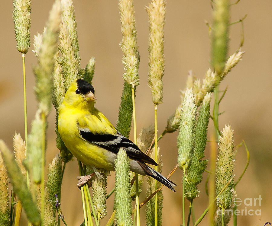 Nature Photograph - American Goldfinch by Carl Jackson