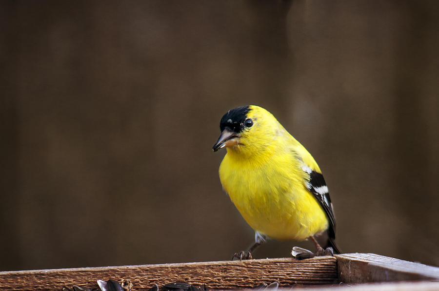 American Goldfinch Photograph by Cathy Kovarik