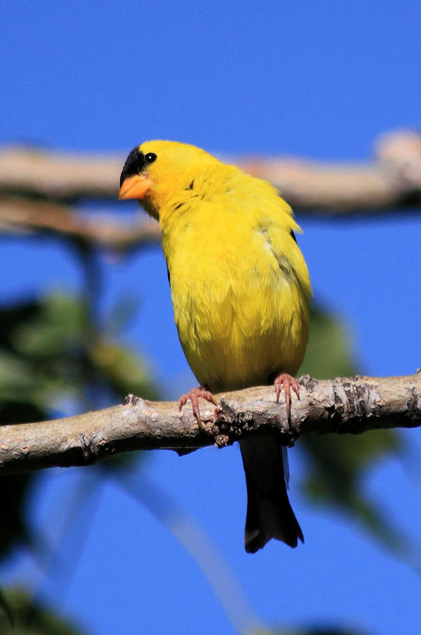 American Goldfinch Photograph by Shane Bechler