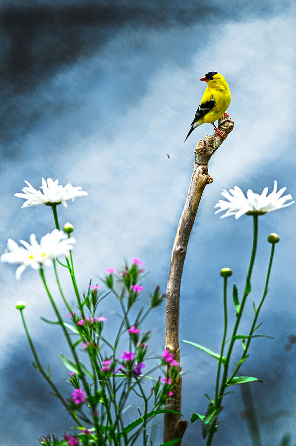 American Goldfinch Dasies Photograph by Randall Branham