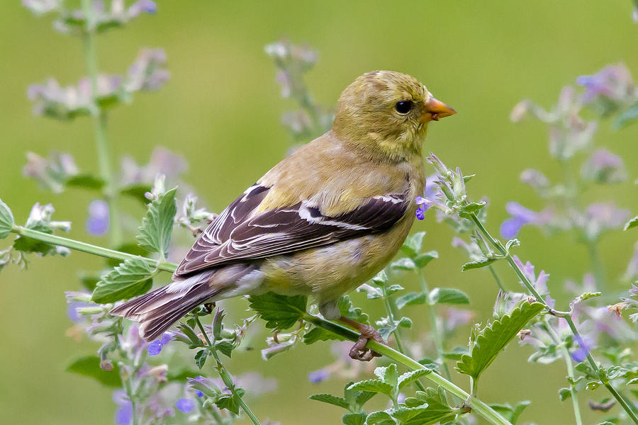 Nature Photograph - American Goldfinch by David Freuthal