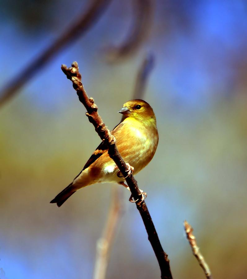 American Goldfinch Photograph by Deena Stoddard