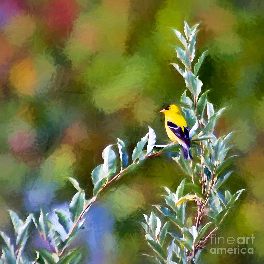 American Goldfinch - Digital Art Photograph by Kerri Farley
