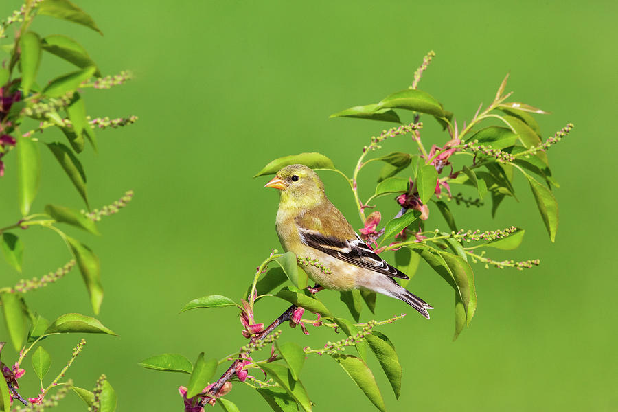 American Goldfinch - Female Photograph by Linda Arndt