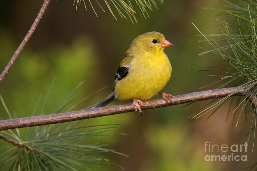American Goldfinch Female Photograph by Linda Freshwaters Arndt