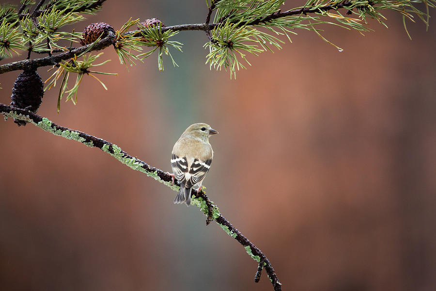 American Goldfinch female - Winter Plumage Photograph by Christy Cox