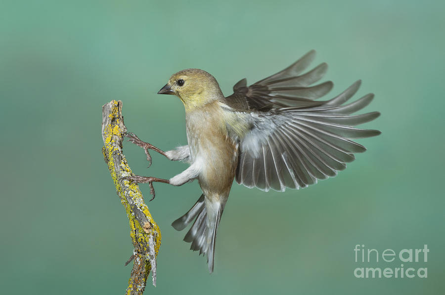 American Goldfinch Hen Photograph by Anthony Mercieca