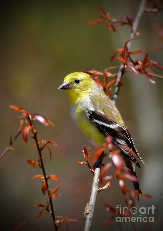 American Goldfinch In A Budding Oak Tree Photograph by Kathy Baccari