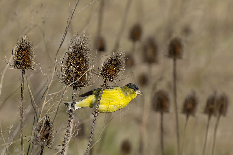 American Goldfinch in the Teasel Photograph by Kathleen Bishop