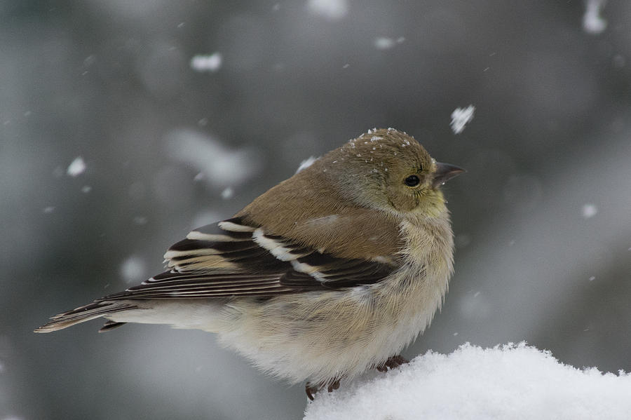 American Goldfinch in winter Photograph by Kenneth Cole