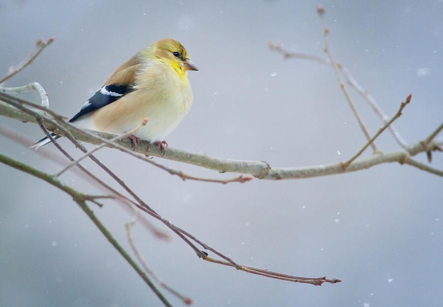 American Goldfinch in Winter Photograph by Melinda Fawver