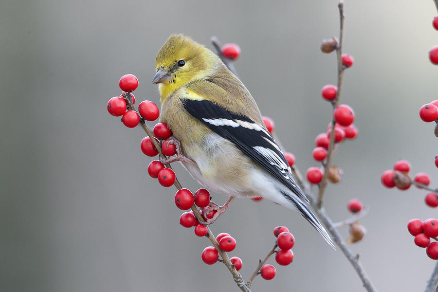 American Goldfinch In Winter Photograph by Scott Leslie
