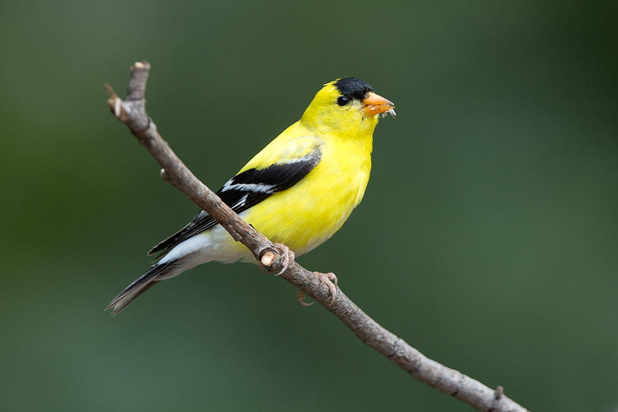 American Goldfinch Photograph by Jack Nevitt