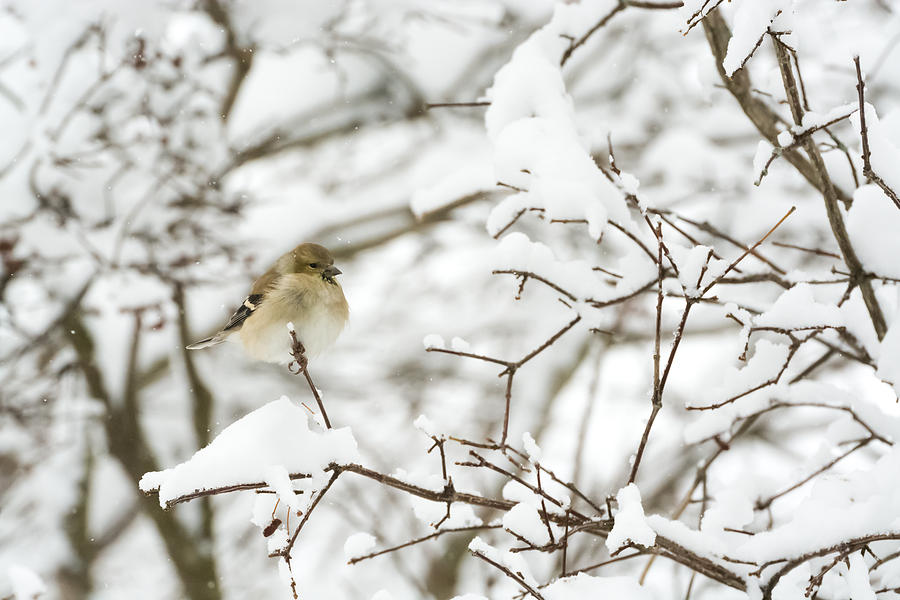 American Goldfinch  Photograph by Holden The Moment