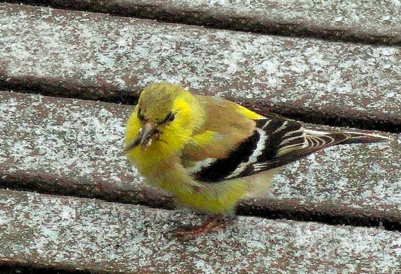 American Goldfinch Photograph by Janette Boyd
