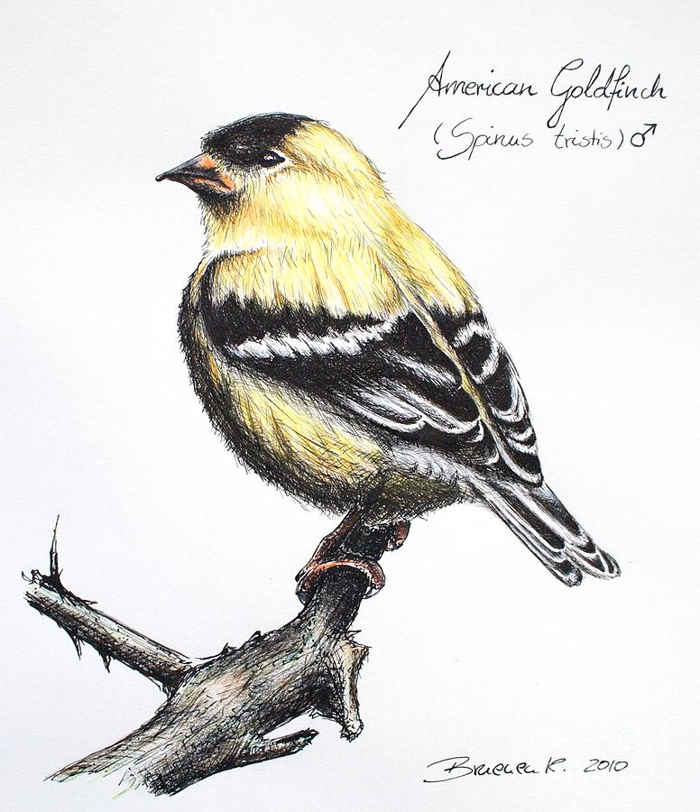 American Goldfinch Drawing by Katharina Bruenen