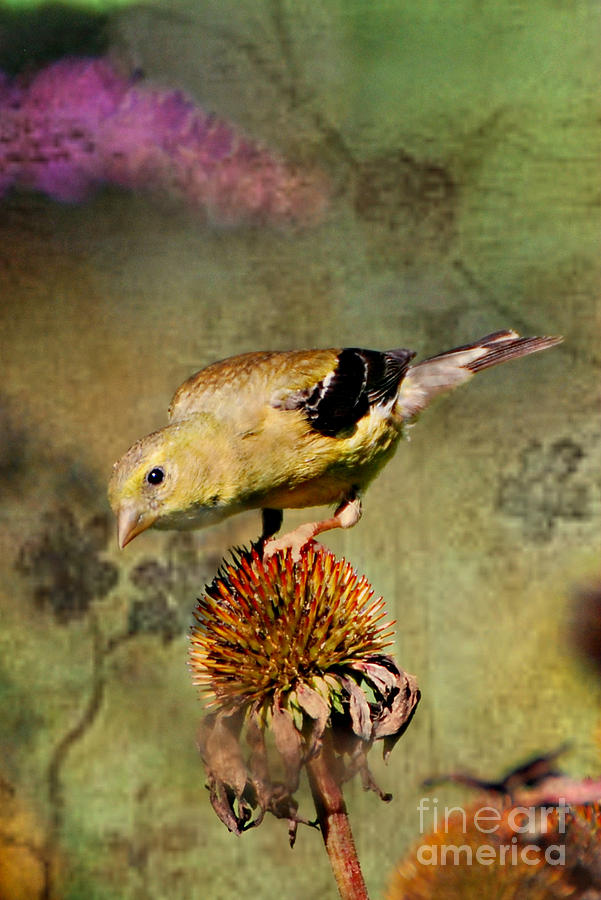 American Goldfinch Photograph by Lila Fisher-Wenzel