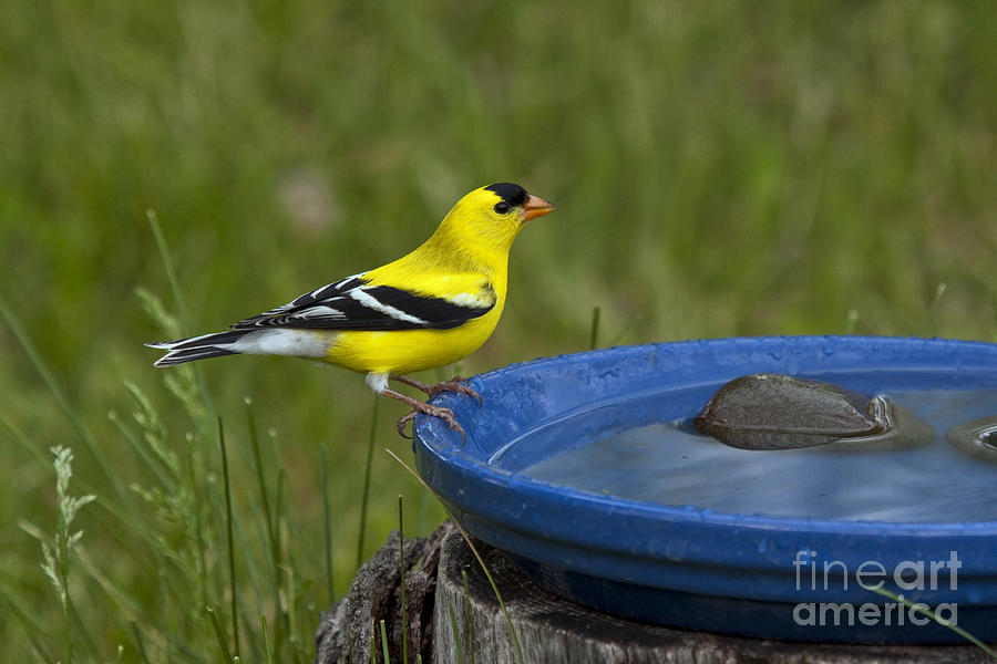 American Goldfinch Photograph by Linda Freshwaters Arndt