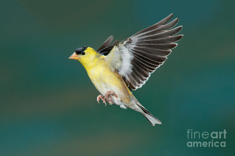 American Goldfinch Male-flying Photograph by Anthony Mercieca