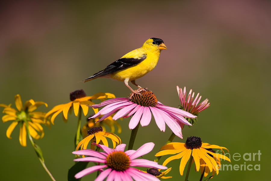 Finch Photograph - American Goldfinch by Marie Read
