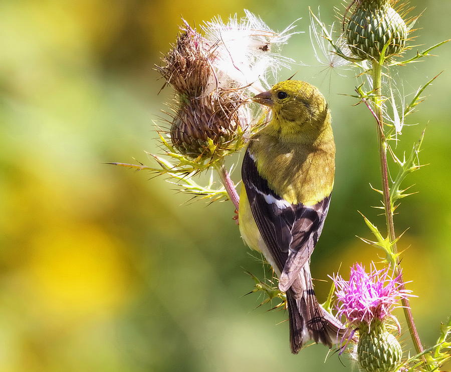 American Goldfinch munching on a Field Thistle Photograph by David ...