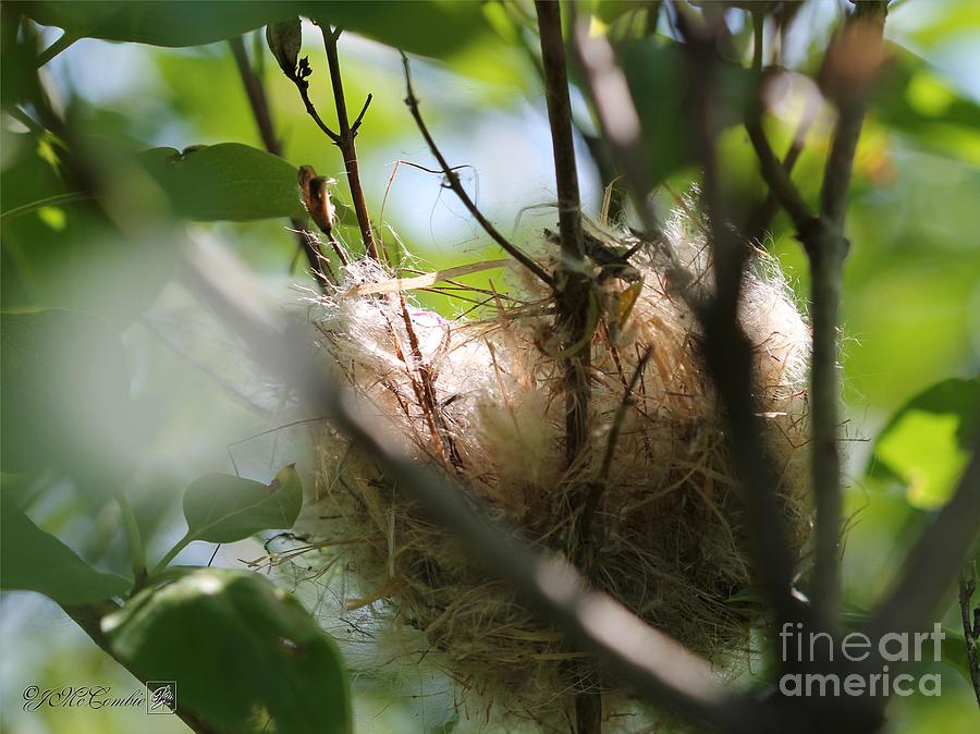 American Goldfinch Nest Under Construction Photograph by J McCombie
