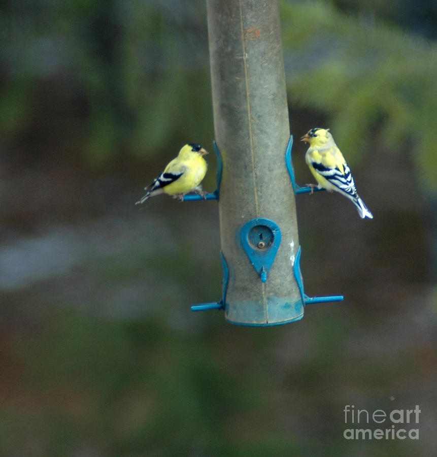 902A American Goldfinch Photograph by NightVisions