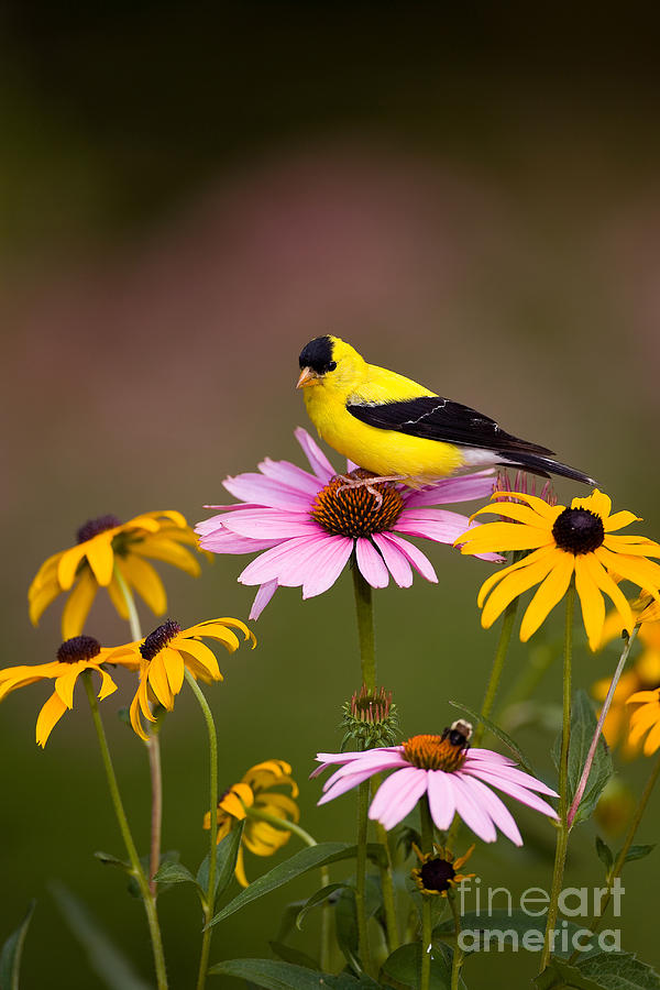 American Goldfinch On Coneflower Photograph by Marie Read