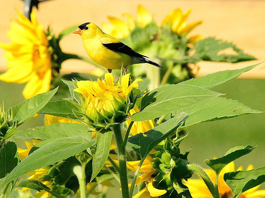 Sunflower Photograph - American Goldfinch on Sunflower by Judy Genovese