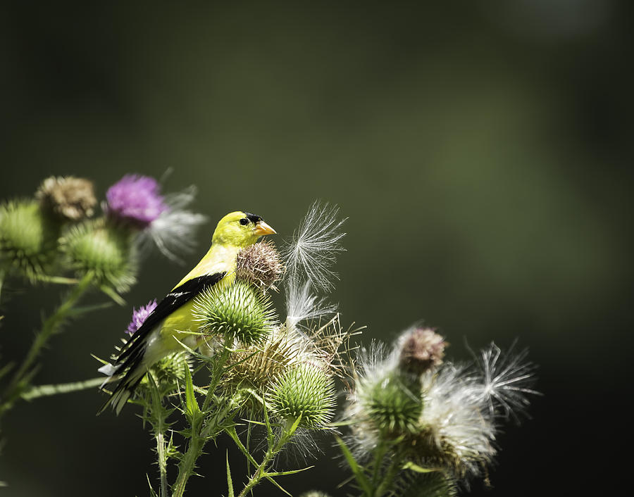 Finch Photograph - American Goldfinch On Thistle by Thomas Young