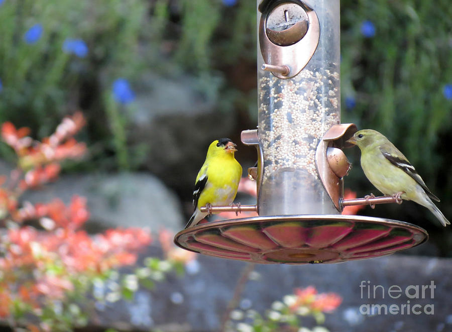 American Goldfinch Pair Photograph by Chris Anderson