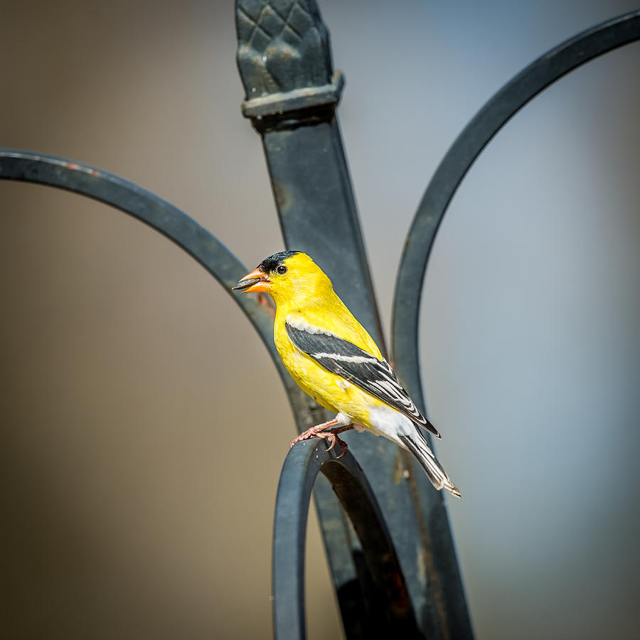 American Goldfinch Photograph by Paul Freidlund