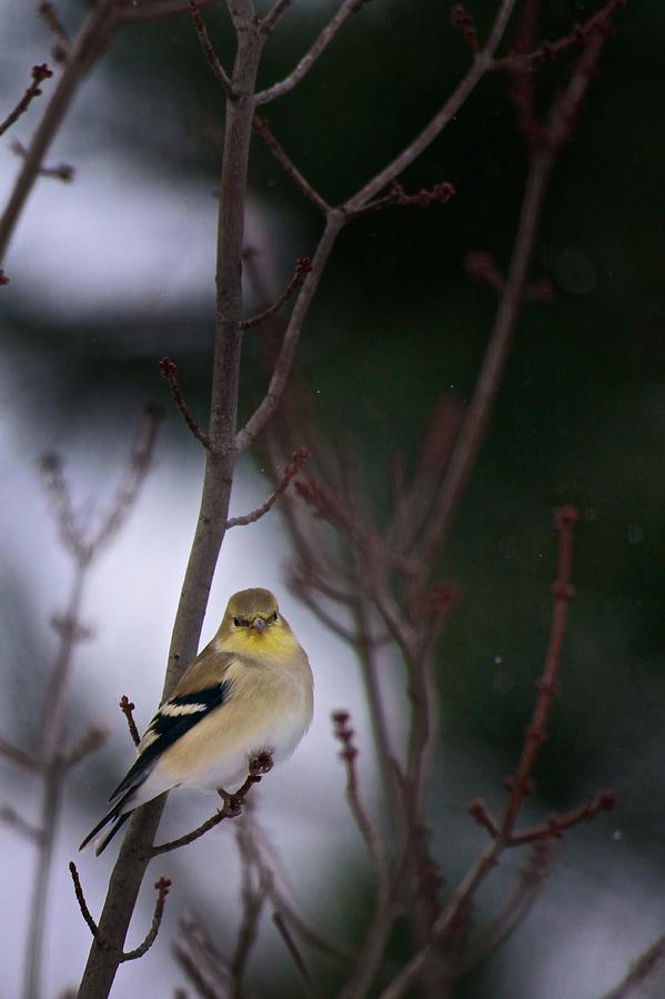 American Goldfinch Perched in Tree Photograph by Onyonet Photo studios