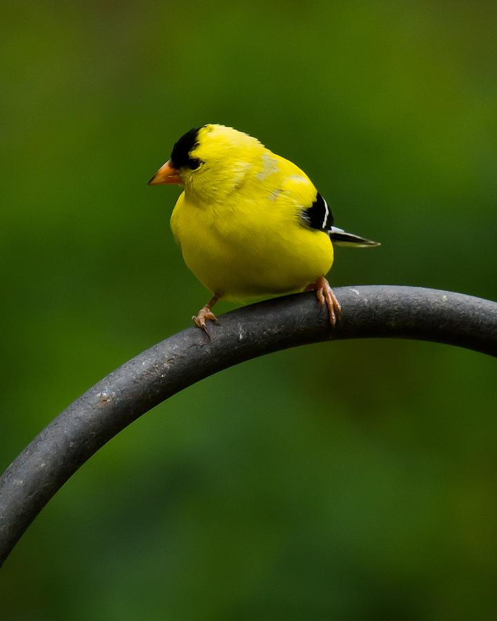 American Goldfinch Photograph by Robert L Jackson
