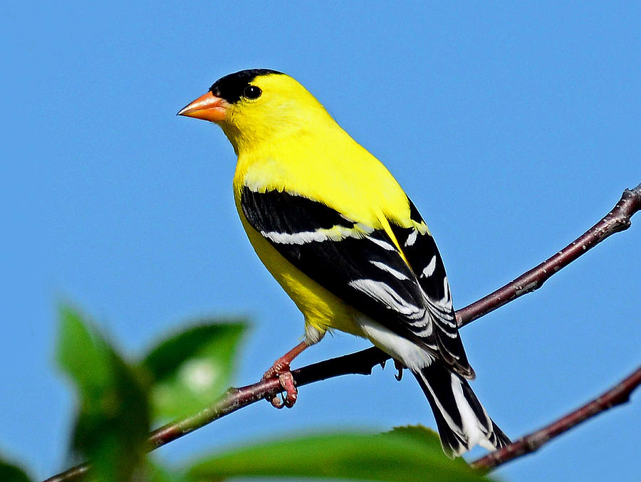 American Goldfinch Photograph by Rodney Campbell