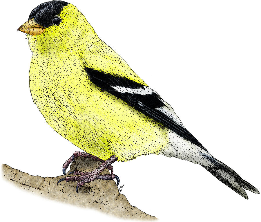 American Goldfinch Photograph by Roger Hall