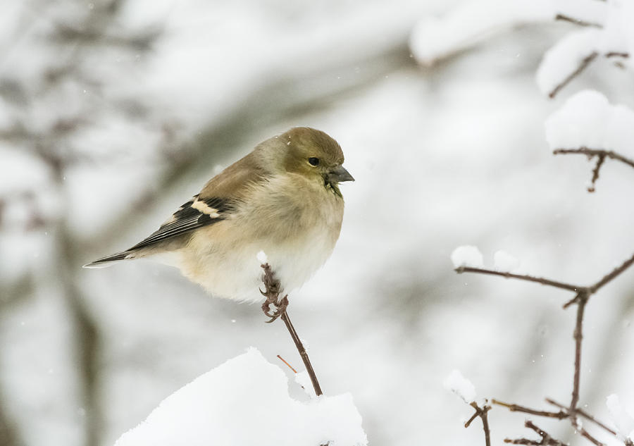 American Goldfinch Up Close  Photograph by Holden The Moment